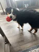Milo, a male Miniature Australian Shepherd for sale in Foristell, MO – 6 of 6