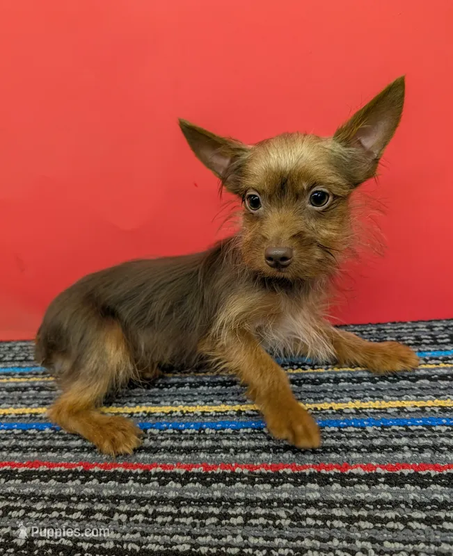 AKC male  (Choco) – Yorkshire Terrier puppy for sale in Hephzibah, GA