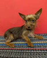 AKC male  (Choco), a male Yorkshire Terrier for sale in Hephzibah, GA – 1 of 10