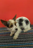 AKC Parti-male (Patches), a male Yorkshire Terrier for sale in Hephzibah, GA – 4 of 10