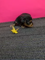Marie's CKC female, a female Yorkshire Terrier for sale in Hephzibah, GA – 7 of 8
