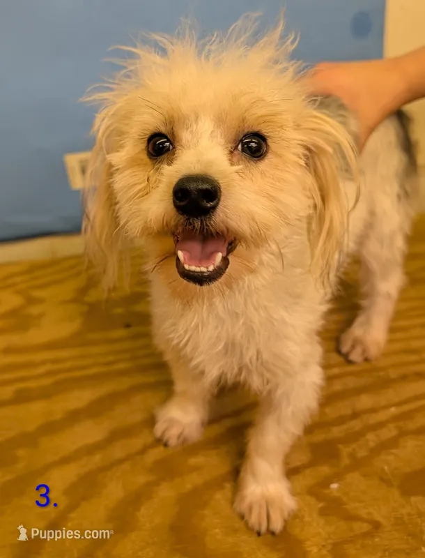 Curly The Morkie – Morkie puppy for sale in Hephzibah, GA