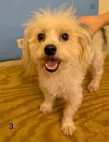 Curly The Morkie, a male Morkie for sale in Hephzibah, GA – 1 of 7