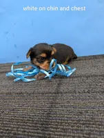 Marie's CKC male #2, a male Yorkshire Terrier for sale in Hephzibah, GA – 8 of 8