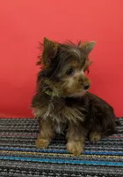 CKC Chocolate male Incredible Hulk, a male Yorkshire Terrier for sale in Hephzibah, GA – 7 of 10