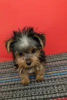 AKC traditional male (Solo), a male Yorkshire Terrier for sale in Hephzibah, GA – 2 of 10