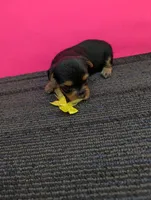 Marie's CKC female, a female Yorkshire Terrier for sale in Hephzibah, GA – 2 of 8