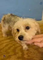 Curly The Morkie, a male Morkie for sale in Hephzibah, GA – 7 of 7