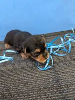 Marie's CKC male #3, a male Yorkshire Terrier for sale in Hephzibah, GA – 3 of 7