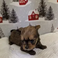 CKC tiny Sable Female, a female Yorkshire Terrier for sale in Hephzibah, GA – Photo 8 of 8