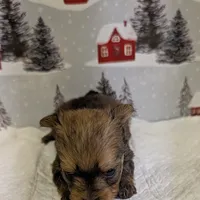 CKC tiny Sable Female, a female Yorkshire Terrier for sale in Hephzibah, GA – Photo 2 of 8