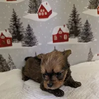 CKC tiny Sable Female, a female Yorkshire Terrier for sale in Hephzibah, GA – Photo 4 of 8