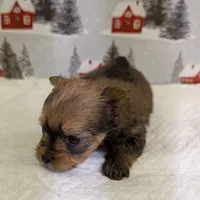 CKC tiny Sable Female, a female Yorkshire Terrier for sale in Hephzibah, GA – Photo 5 of 8