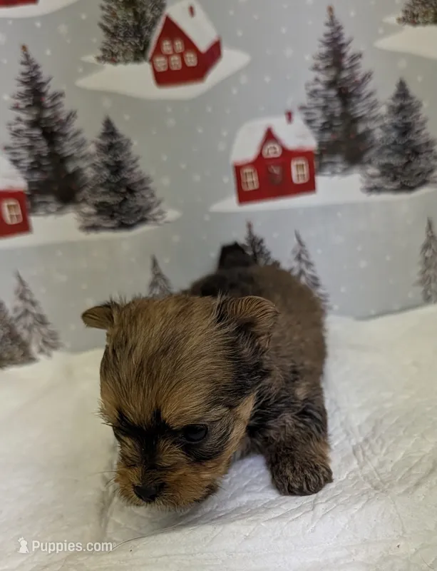 CKC tiny Sable Female