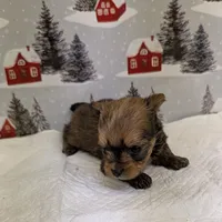 CKC tiny Sable Female, a female Yorkshire Terrier for sale in Hephzibah, GA – Photo 7 of 8