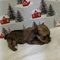 CKC tiny Sable Female, a female Yorkshire Terrier for sale in Hephzibah, GA – Photo 6 of 8