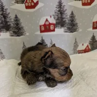 CKC tiny Sable Female, a female Yorkshire Terrier for sale in Hephzibah, GA – Photo 3 of 8