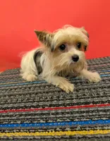 CKC male Parti-Yorkie (Peanut), a male Yorkshire Terrier for sale in Hephzibah, GA – 4 of 10