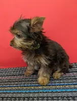 CKC Chocolate male Incredible Hulk, a male Yorkshire Terrier for sale in Hephzibah, GA – 6 of 10