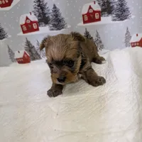 CKC Sable Male, a male Yorkshire Terrier for sale in Hephzibah, GA – Photo 5 of 8