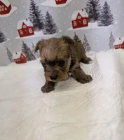 CKC Sable Male, a male Yorkshire Terrier for sale in Hephzibah, GA – Photo 5 of 8