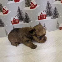 CKC Sable Male, a male Yorkshire Terrier for sale in Hephzibah, GA – Photo 4 of 8