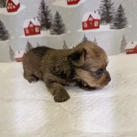 CKC Sable Male, a male Yorkshire Terrier for sale in Hephzibah, GA – Photo 8 of 8