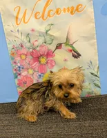 CKC Sable Male, a male Yorkshire Terrier for sale in Hephzibah, GA – Photo 5 of 9