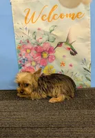 CKC Sable Male, a male Yorkshire Terrier for sale in Hephzibah, GA – Photo 4 of 9