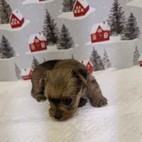 CKC Sable Male, a male Yorkshire Terrier for sale in Hephzibah, GA – Photo 7 of 8