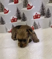 CKC Sable Male, a male Yorkshire Terrier for sale in Hephzibah, GA – Photo 7 of 8