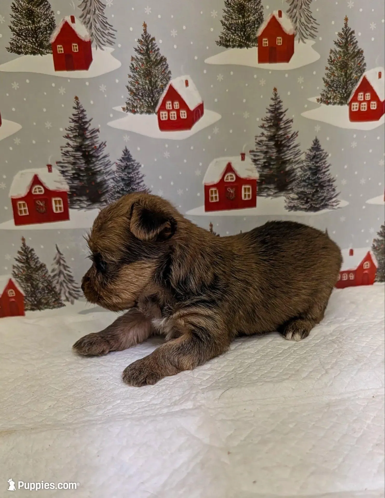 CKC Sable Male, a male Yorkshire Terrier for sale in Hephzibah, GA – Photo 7 of 9