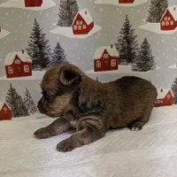 CKC Sable Male, a male Yorkshire Terrier for sale in Hephzibah, GA – Photo 3 of 8