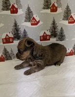 CKC Sable Male, a male Yorkshire Terrier for sale in Hephzibah, GA – Photo 3 of 8