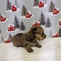 CKC Sable Male, a male Yorkshire Terrier for sale in Hephzibah, GA – Photo 6 of 8