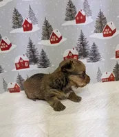 CKC Sable Male, a male Yorkshire Terrier for sale in Hephzibah, GA – Photo 6 of 8