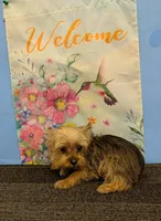 CKC Sable Male, a male Yorkshire Terrier for sale in Hephzibah, GA – Photo 2 of 9