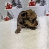 CKC Sable Male, a male Yorkshire Terrier for sale in Hephzibah, GA – Photo 2 of 8