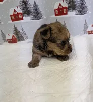 CKC Sable Male, a male Yorkshire Terrier for sale in Hephzibah, GA – Photo 2 of 8