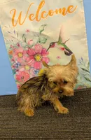 CKC Sable Male, a male Yorkshire Terrier for sale in Hephzibah, GA – Photo 6 of 9