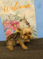 CKC Sable Male, a male Yorkshire Terrier for sale in Hephzibah, GA – Photo 3 of 9