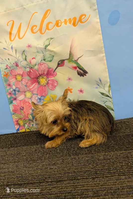 CKC Sable Male – Yorkshire Terrier puppy for sale in Hephzibah, GA