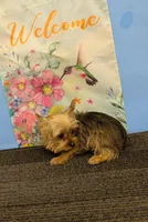 CKC Sable Male, a male Yorkshire Terrier for sale in Hephzibah, GA – Photo 1 of 9