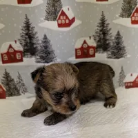 CKC Sable Male, a male Yorkshire Terrier for sale in Hephzibah, GA – Photo 1 of 8