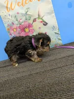 AKC female  (purple ribbon), a female Yorkshire Terrier for sale in Hephzibah, GA – Photo 3 of 3
