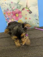 AKC female  (purple ribbon), a female Yorkshire Terrier for sale in Hephzibah, GA – Photo 2 of 3