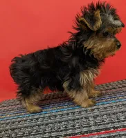 AKC traditional male (Solo), a male Yorkshire Terrier for sale in Hephzibah, GA – 5 of 10