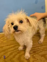 Curly The Morkie, a male Morkie for sale in Hephzibah, GA – 2 of 7