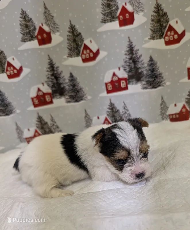 CKC male Parti-Yorkie