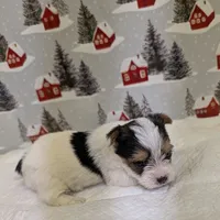 CKC male Parti-Yorkie, a male Yorkshire Terrier for sale in Hephzibah, GA – Photo 1 of 8